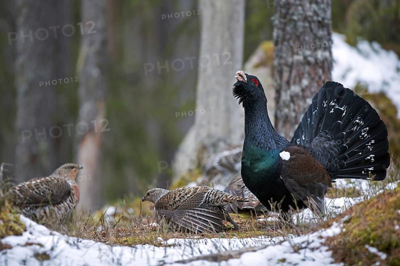Western capercaillie (Tetrao urogallus) females and male displaying at lek in coniferous forest in spring