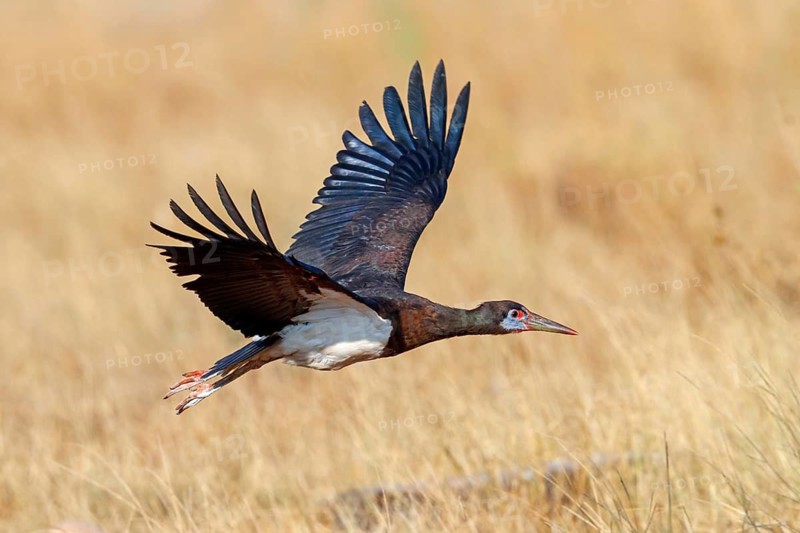 Abdim's stork, rain stork, Abdim, (Ciconia abdimii), African stork species, family of storks, Raysut Water Treatment Plant, Salalah, Dhofar, Oman