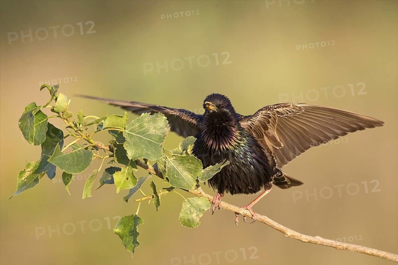 Common Starling (Sturnus vulgaris), Bulgaria