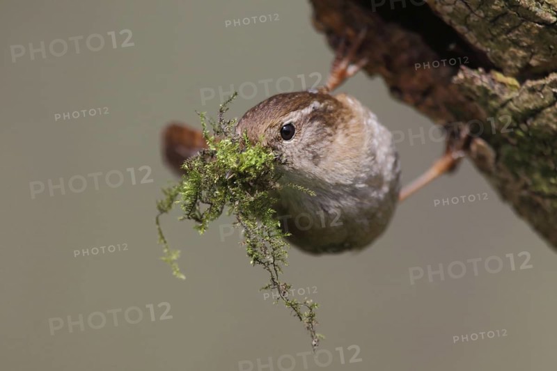 Eurasian Wren (Troglodytes troglodytes), North Rhine-Westphalia, Germany