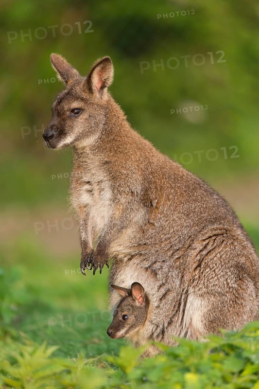 Red-necked wallaby or Bennett's wallaby (Macropus rufogriseus) with cub in her pouch, looking out. Standing between stinging nettle in the first morning light
