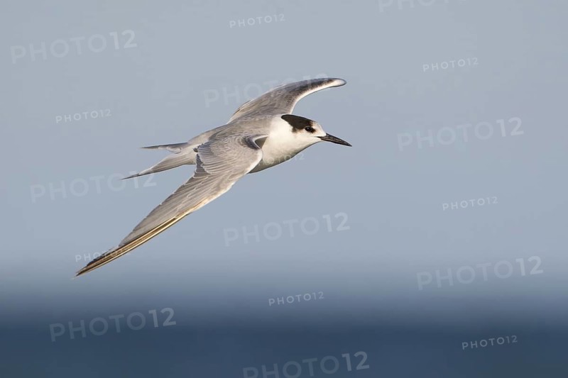 Common Tern-longipennis (Sterna hirundo longipennis) flying, Victoria, Australia