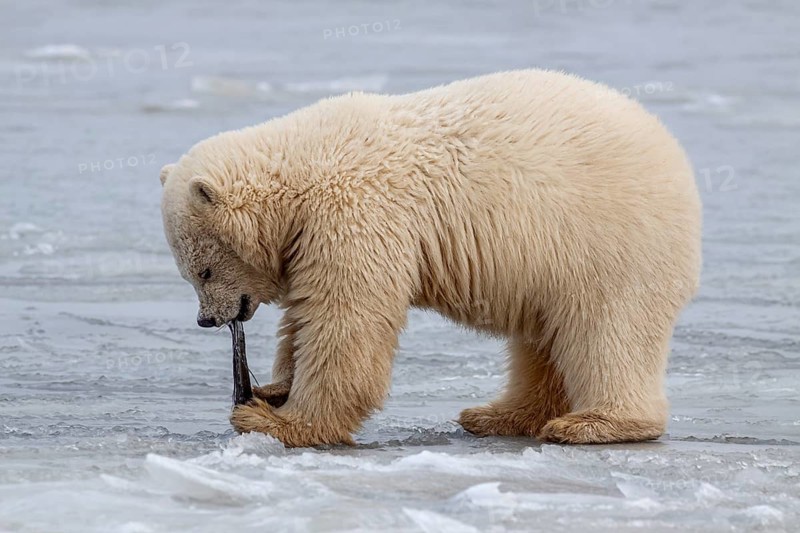 Polar bear (Ursus maritimus), young playing in pack ice, Kaktovik, Arctic National Wildlife Refuge, Alaska, USA