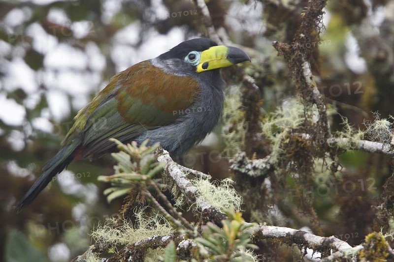 Hooded Mountain Toucan (Andigena cucullata) perched on a branch in Bolivia, South America