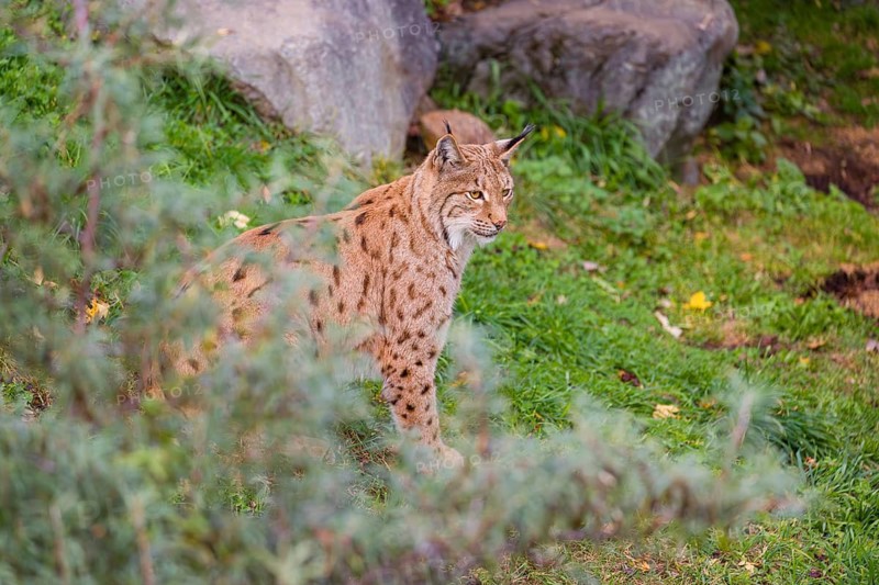A Eurasian lynx (Lynx lynx) sits on a green meadow on hilly terrain in front of a rock