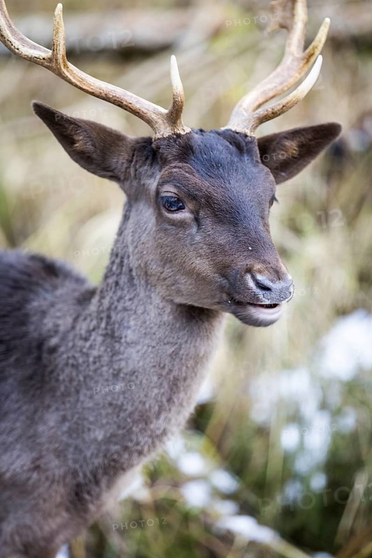 Fallow deer (Dama dama), portrait, male, captive, Landsberg am Lech Wildlife Park, Upper Bavaria, Bavaria, Germany
