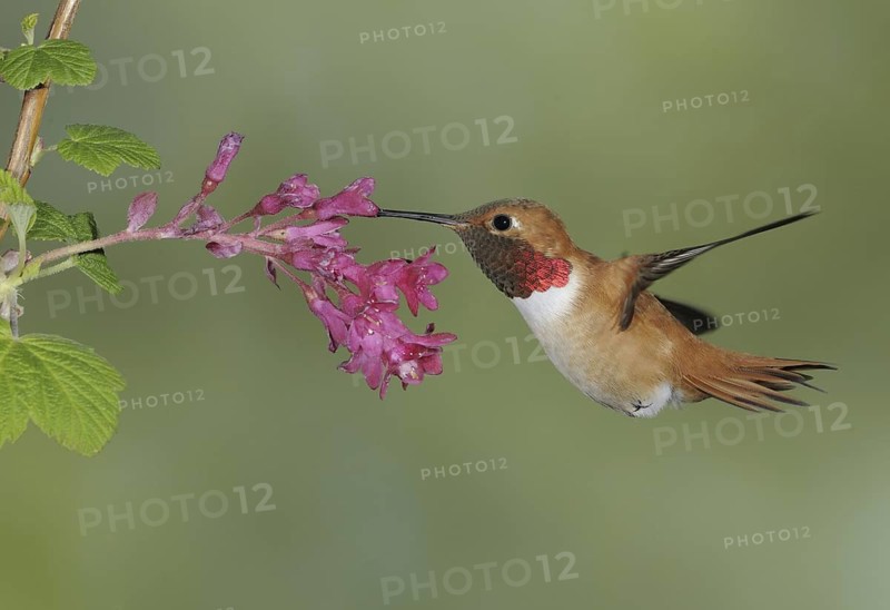 Rufous Hummingbird (Selasphorus rufus) male, British Columbia, Canada