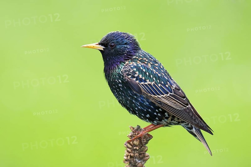 Common Starling (Sturnus vulgaris), Brandenburg, Germany