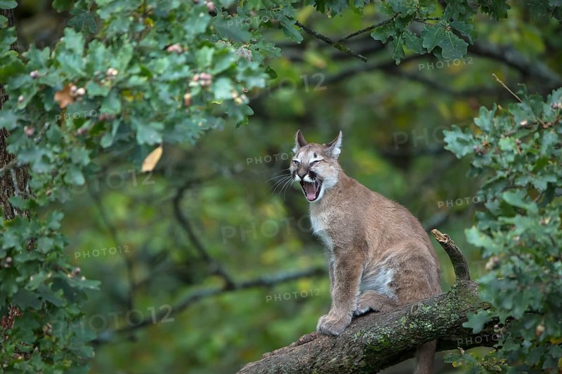 One young cougar, Puma concolor, sitting on a big branch high up in an oak tree. Yawning
