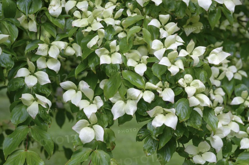 Cornus kousa (Cornus kousa var. chinensis), Trengwainton, Madron, England, Great Britain