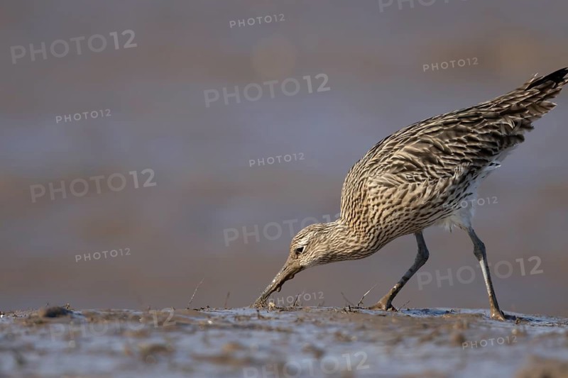 Eurasian curlew (Numenius arquata) adult wading bird feeding on a mudflat, Norfolk, England, United Kingdom