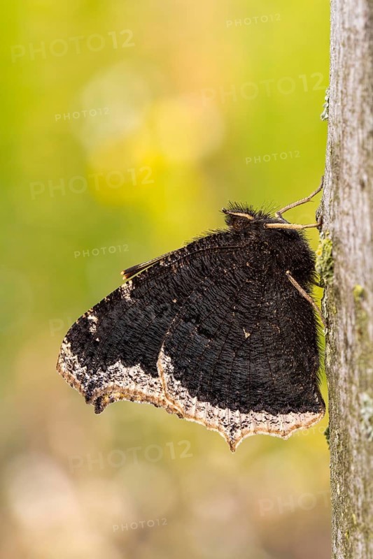Der Trauermantel (Nymphalis antiopa)