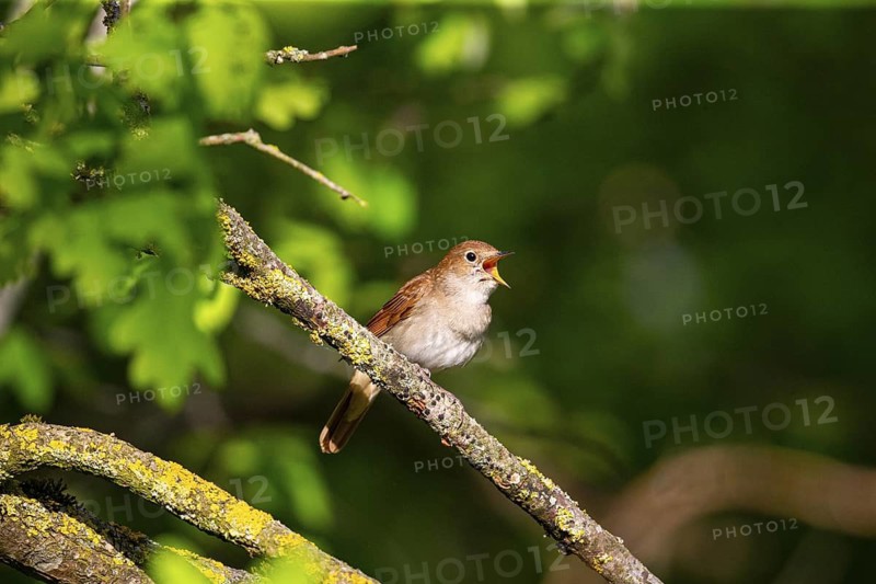 Nightingale (Luscinia megarhynchos) Germany