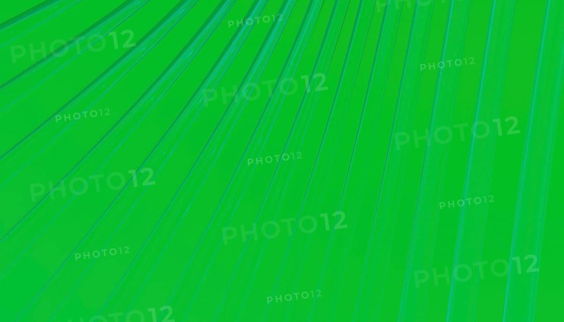 Close-up of a vibrant green leaf showing intricate vein patterns The lines and curves create a striking natural texture, perfect for backgrounds or nature-themed designs