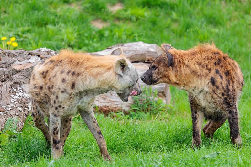 Two adult spotted hyenas (Crocuta crocuta), one male and one female, display courtship behaviour
