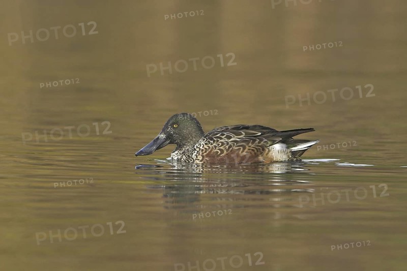 Northern Shoveler (Spatula clypeata), British Columbia, Canada