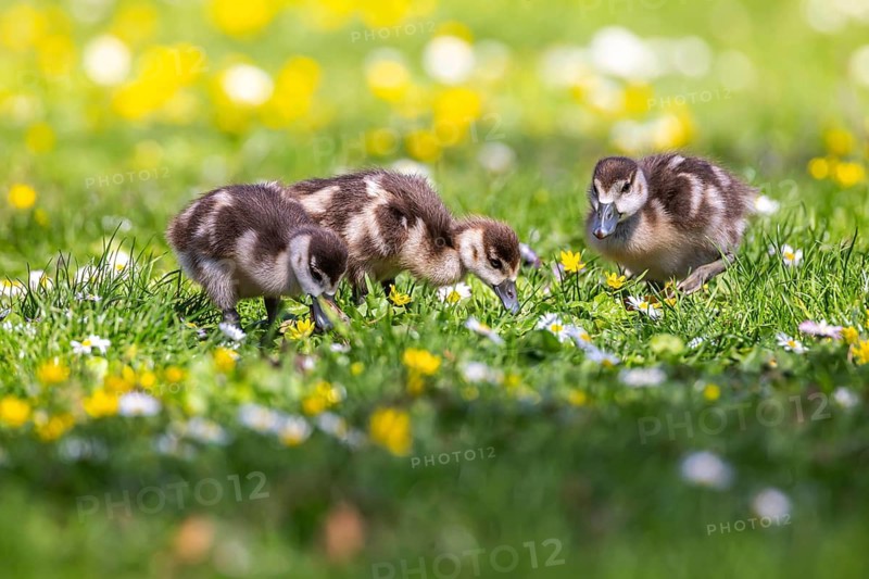 Chicks of the Nile Goose (Alopochen aegyptiaca) freshly hatched, park in spring with spring flowers. Stuttgart, Baden-Württemberg, Germany