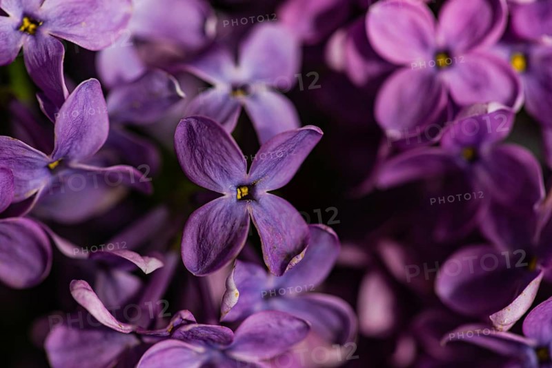 A stunning close up of lilac flowers, showcasing their vibrant purple petals and delicate textures. This image captures the intricate beauty and grace of these blossoms