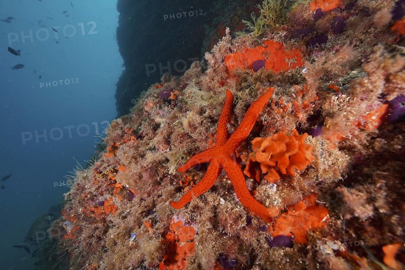 Purple star (Echinaster sepositus)
