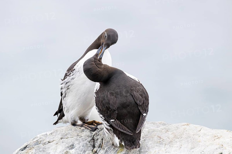 Guillemot (Uria aalge), two quarrelling birds, on a rocky outcrop on Hornøya Island, Vardø, Varanger, Finnmark, Norway
