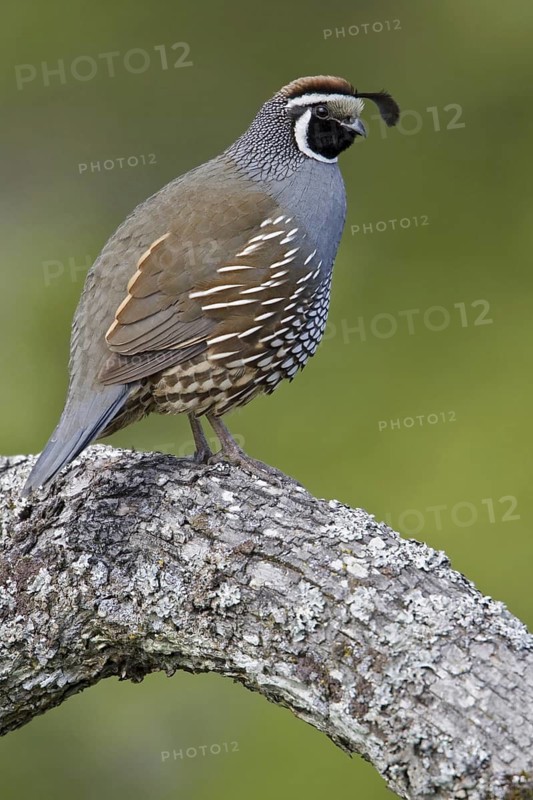 California Quail (Callipepla californica) male, British Columbia, Canada