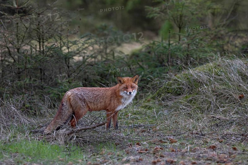 Red foxes (Vulpes vulpes) often look very poorly when they are rearing their young, but this female looks extremely well, rearing cubs, April, Denmark