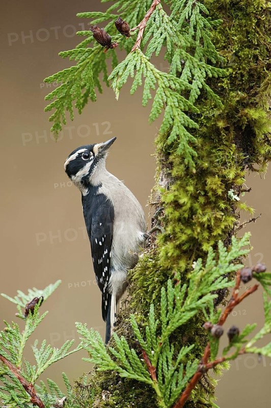 Downy Woodpecker (Dryobates pubescens) female, British Columbia, Canada