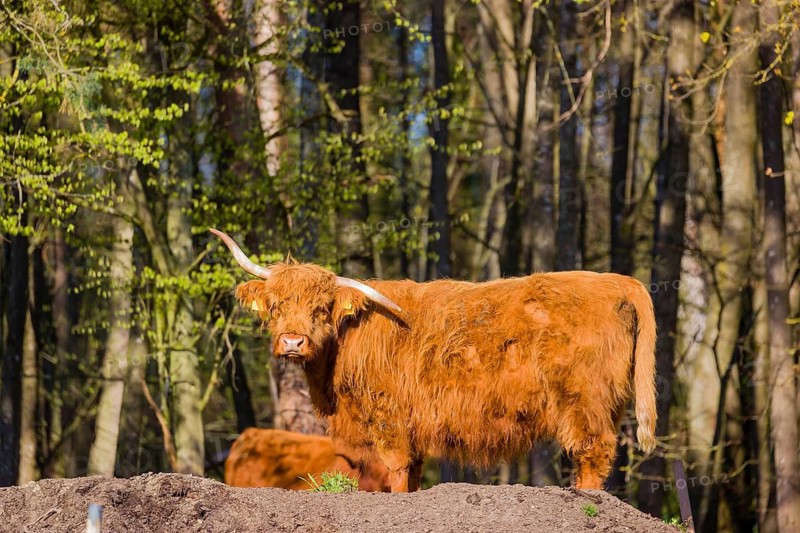 One Highland cow (Bos primigenius) taurus) stands at a forest edge