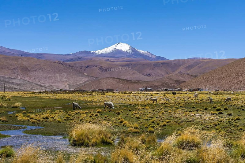 Llamas graze peacefully on the vibrant greenery of the Andean Altiplano, with the majestic snow-capped mountains of La Puna, Argentina in the distance