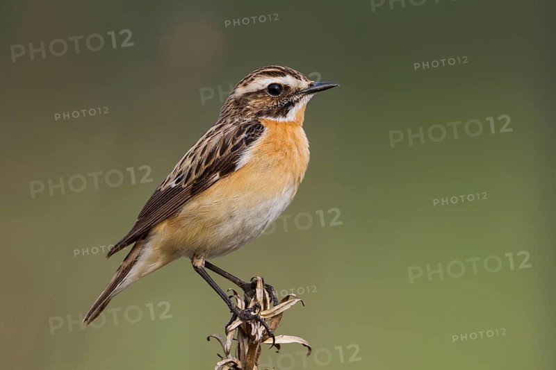 Whinchat - Braunkehlchen - Saxicola rubetra, Poland, adult male