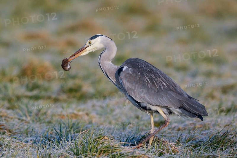 Grey Heron (Ardea cinerea) with mouse prey, Netherlands