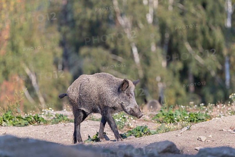 One adult wild boar or wild pig (Sus scrofa) walking over an opening with a green forest in the background
