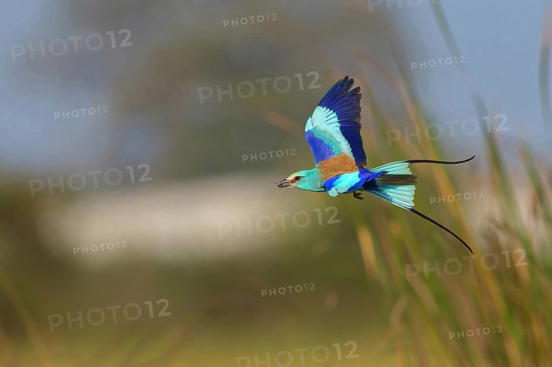 Abyssinian roller (Coracias abyssinica), Kuntaur rice fields, Kuntaur, South Bank, Gambia