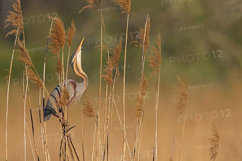 Purple Heron (Ardea purpurea) mating, Baden-Wuerttemberg, Germany