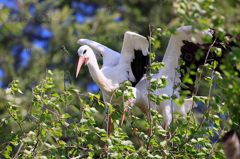 White stork, (Ciconia ciconia), Two white storks in a tree, Baden-Württemberg, Germany