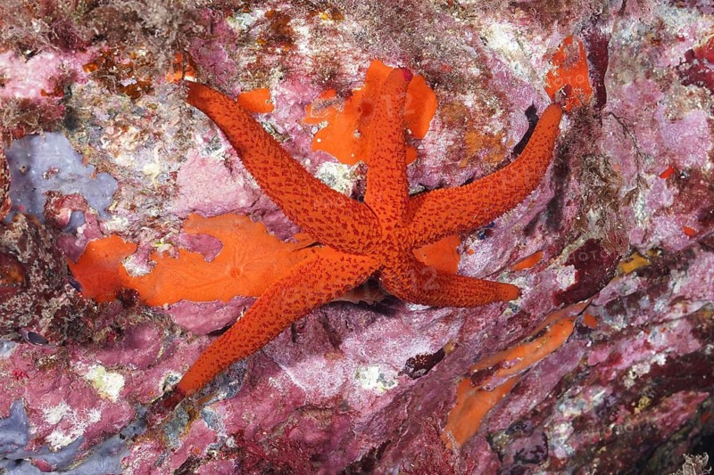 Red starfish (Echinaster sepositus) on a rocky, colourful substrate, dive site L'anse aux blés, Giens peninsula, Provence Alpes Côte d'Azur, France