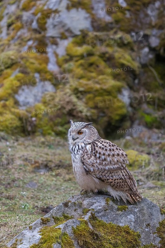 One Siberian Eagle Owl (Bubo bubo sibiricus) sitting on a mossy rock with rocks and grass in the background