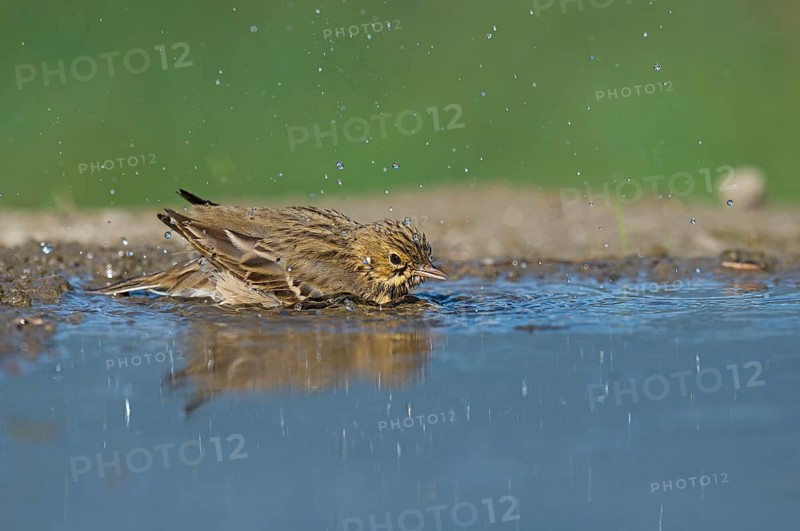 Tree Pipit (Anthus trivialis) bathing at a waterhole, Aosta Valley, Italy