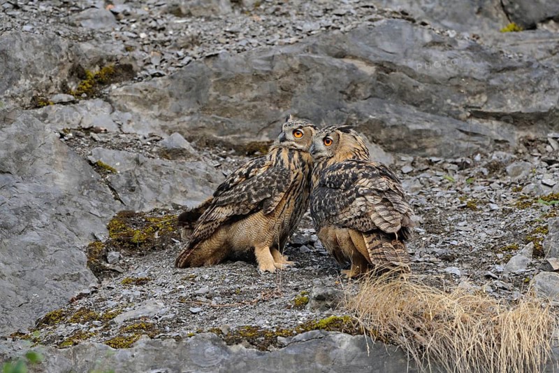 Eurasian Eagle-Owl (Bubo bubo) perched on a rock, North Rhine-Westphalia, Germany
