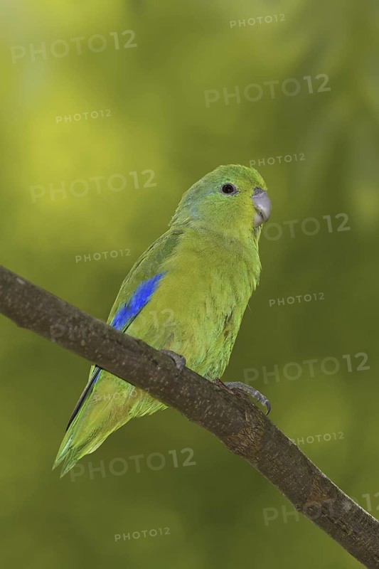 Blue-winged Parrotlet (Forpus xanthopterygius) male, Atlantic rainforest, Brazil