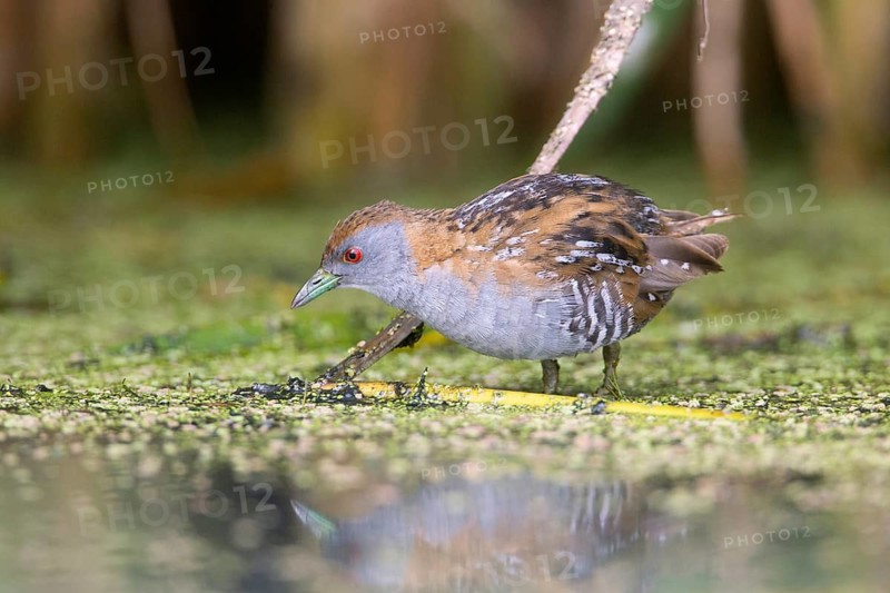 Baillon's Crake (Porzana pusilla palustris) foraging, Victoria, Australia