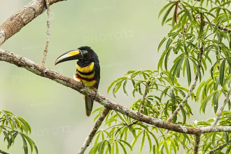 Many-banded Aracari (Pteroglossus pluricinctus) perched on a branch in Ecuador, South America
