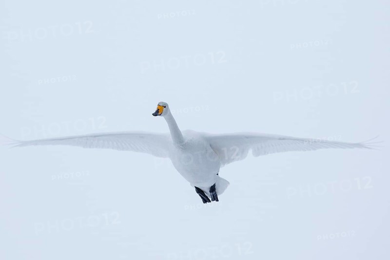 Whooper Swan (Cygnus cygnus) flying, Finland
