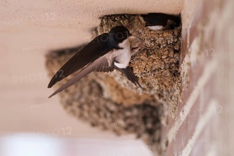 Common House Martin (Delichon urbicum), feeding chicks at nest, Madrid, Spain