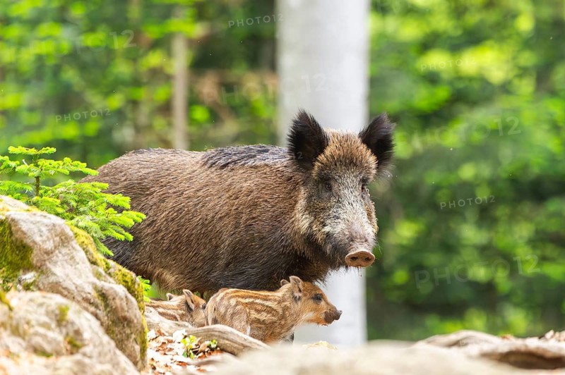 Wild boar (Sus scrofa) mother with her piglets (Squeaker) in a forest, Bavaria, Germany