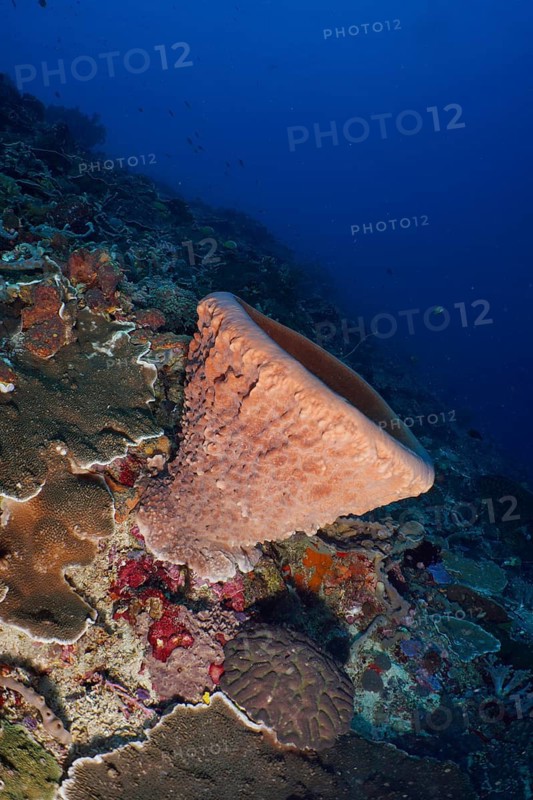Barrel sponge, barrel sponge (Xestospongia testudinaria) in the underwater world with various corals, dive site SD, Nusa Ceningan, Nusa Penida, Bali, Indonesia
