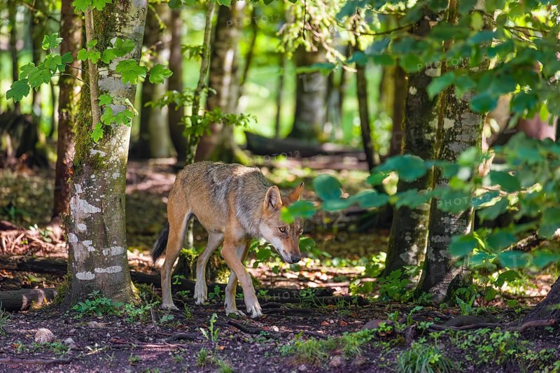 A female adult grey wolf (Canis lupus lupus) runs through a forest on a sunny day