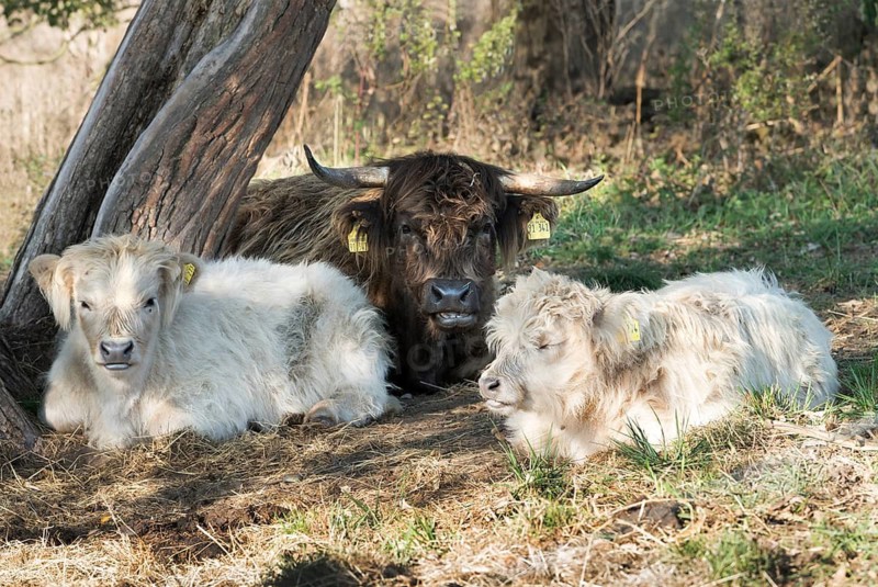 Highland cattle, Oberweser, Weser Uplands, Weserbergland, Hesse, Germany
