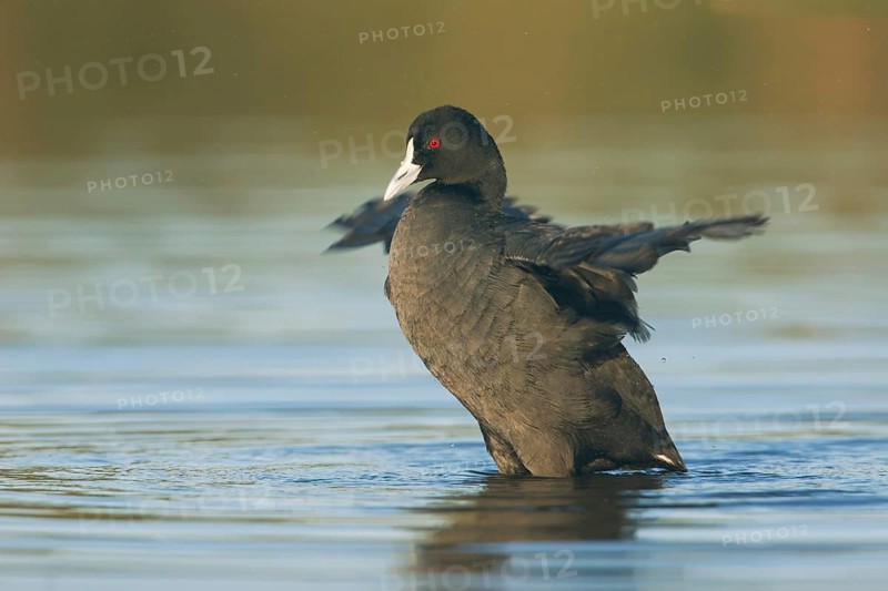 Eurasian Coot (Fulica atra) flapping wings, Victoria, Australia