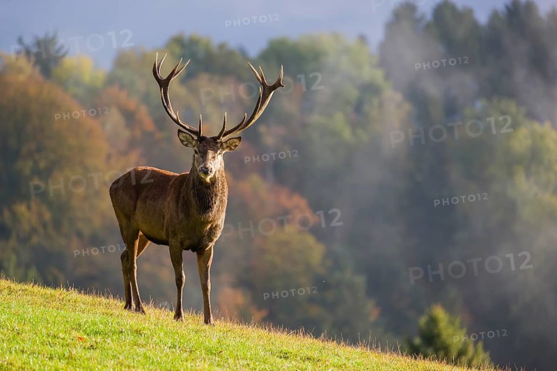 A red deer stag (Cervus elaphus) is standing in a meadow in hilly terrain. A forest with autumn leaves can be seen in the background. Wisps of mist drift over the forest